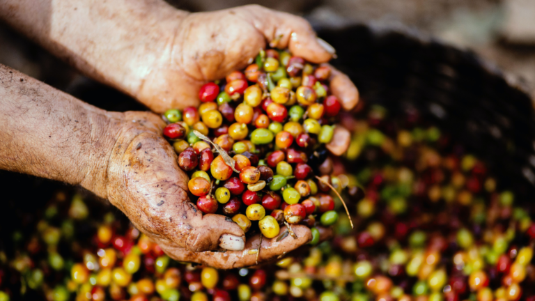 Café: Impulsionando o Mercado Marítimo e Portuário